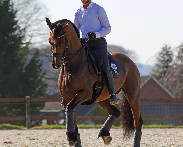 Zuchtstute Well Done de La Roche Cmf (Schweizer Warmblut, 2008, von Fuerstentraum 2)