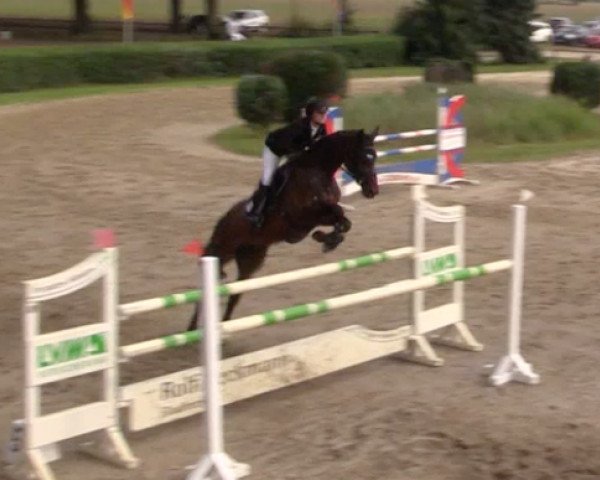 broodmare Diavista (Holsteiner, 2009, from Diarado)