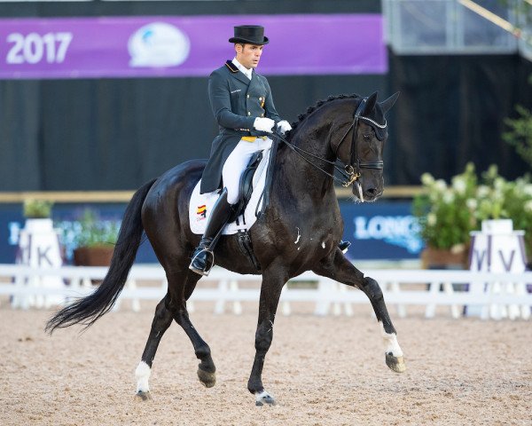 dressage horse Deep Impact 3 (Hanoverian, 2003, from De Niro)
