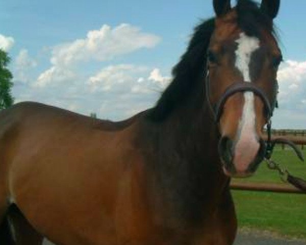 horse Qlito des Buissonnets (Selle Français, 2004, from Adelfos)