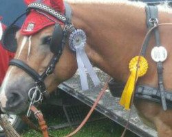 Pferd Auguste W (Haflinger, 2009, von Ataan)