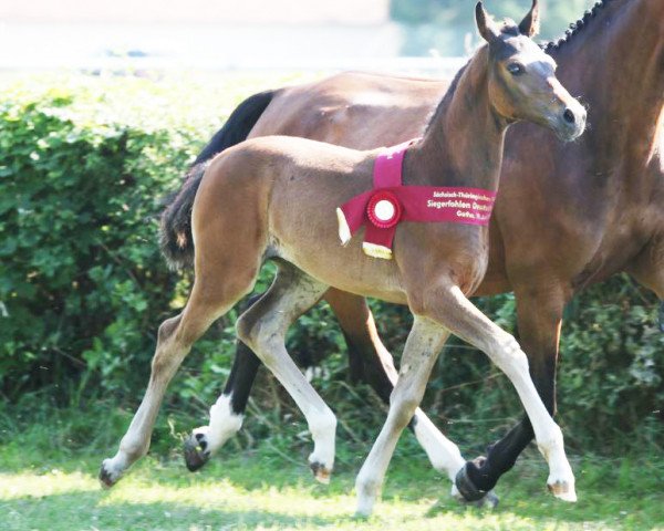 Yegua de cría Desteny's Donatella (Caballo deportivo alemán, 2014, de Fürstenstern 3)