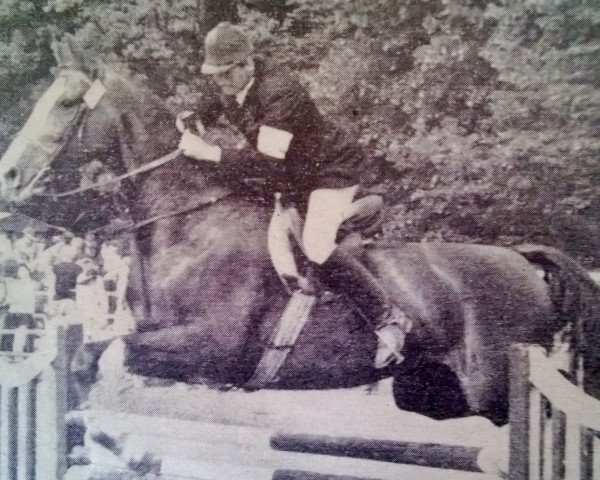 horse Distello (Noble Warmblood, 1981, from Distello)