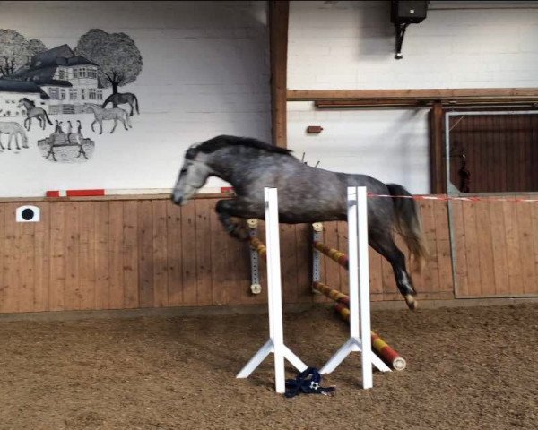 dressage horse Felix 2102 (Pony without race description, 2009)