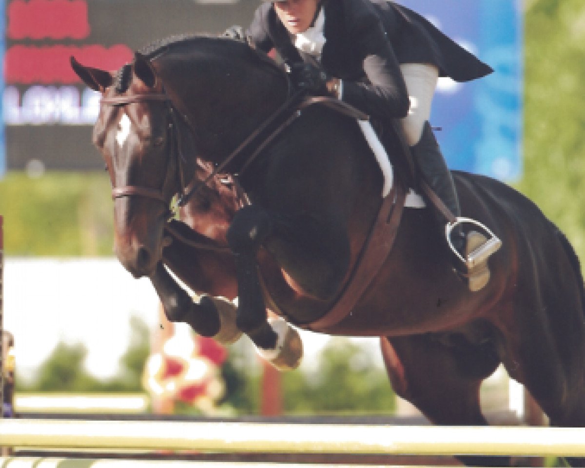 Stallion Loxley 89 (German Sport Horse, 2004, from Levisto Z)