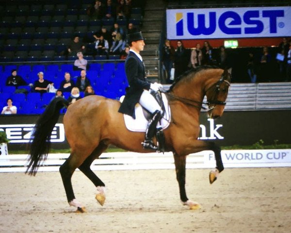 dressage horse Foco Loco W (Belgian Warmblood, 2005, from Sierappel) dressage horse Foco Loco W (Belgian Warmblood, 2005, from Sierappel)