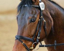jumper Wanderfalke xx 21 (Thoroughbred, 2002, from Risk Me xx)