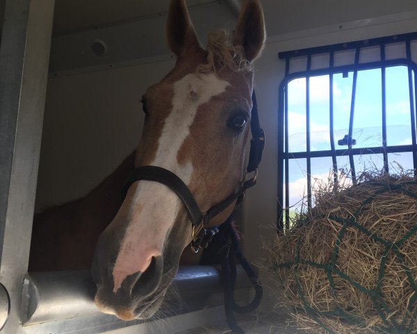 Kůň Oecsi (Palomino, 1999, od Radihaza Martaloc-1)