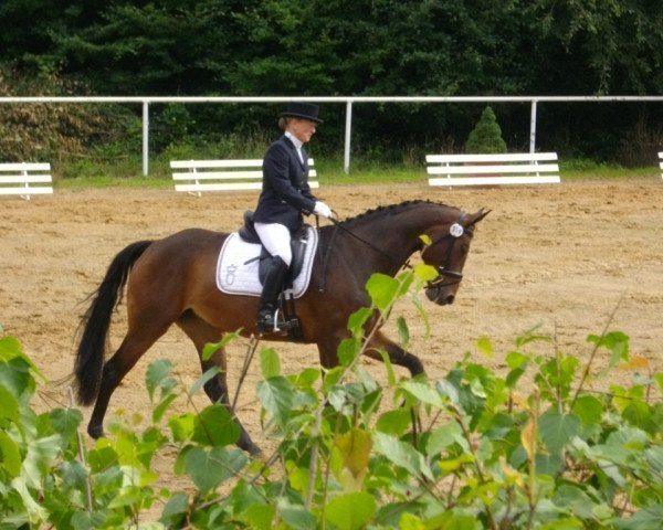 horse Marisa P (Oldenburg, 2007, from Sungold 2)