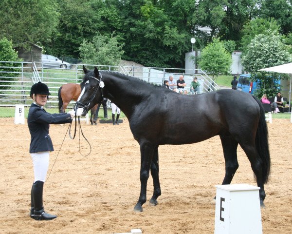 horse Sandrocelli 2 (Zweibrücken, 2009, from Sandro Song)