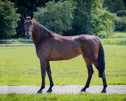 broodmare Pretty Lotta L (Oldenburg, 2012, from Potential)
