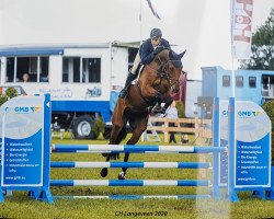 Springpferd Lex 90 (KWPN (Niederländisches Warmblut), 2016, von Golddigger)