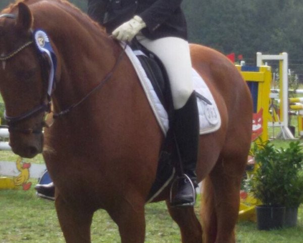 dressage horse Funky Day (Westphalian, 2002, from Fürst Heinrich)