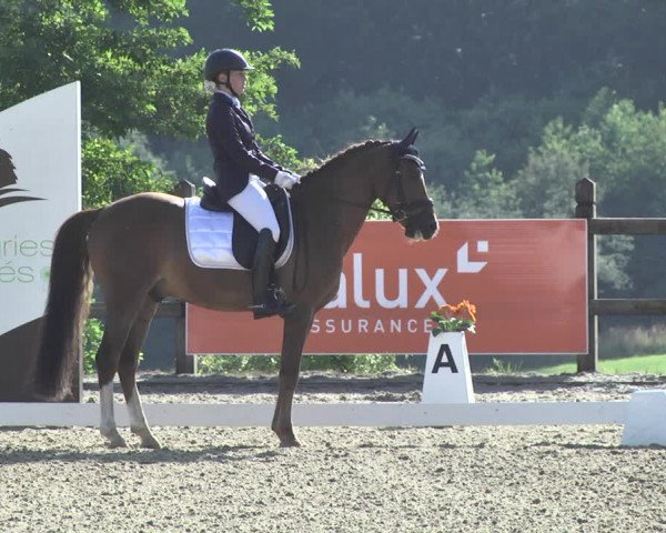 CDI**** Leudelange (LUX) 2018