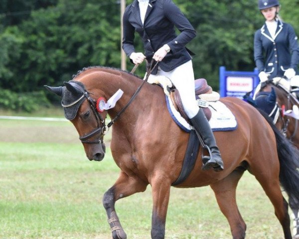 Zuchtstute Quattro´s Girl 2 (Oldenburger Springpferd, 2011, von Quattro B)