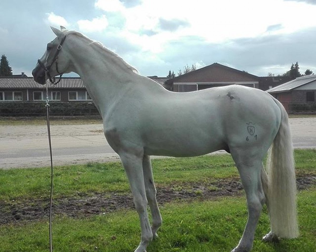 Deckhengst Corrado I (Holsteiner, 1985, von Cor de la Bryère)