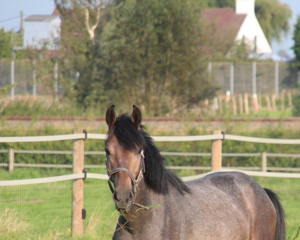horse Blazed off magico (Belgian Warmblood, 2020, from Goliath van de Groenweg)