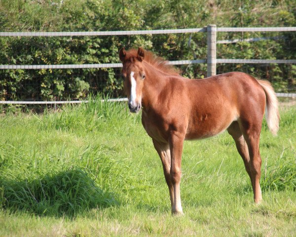 horse Catharina off magico (Belgian Warmblood, 2021, from Goliath van de Groenweg)