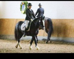jumper Barnacullen Baxter (Tinker / Irish Cob / Gypsy Vanner, 2009)