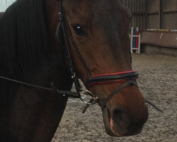 dressage horse Carmen (Zweibrücken, 2009, from Unbekannt)
