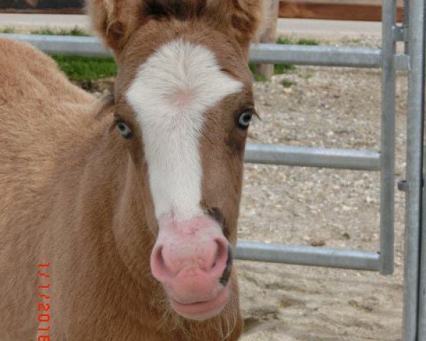 horse Mr. Bean (German Riding Pony, 2016, from FS Mr. Right)
