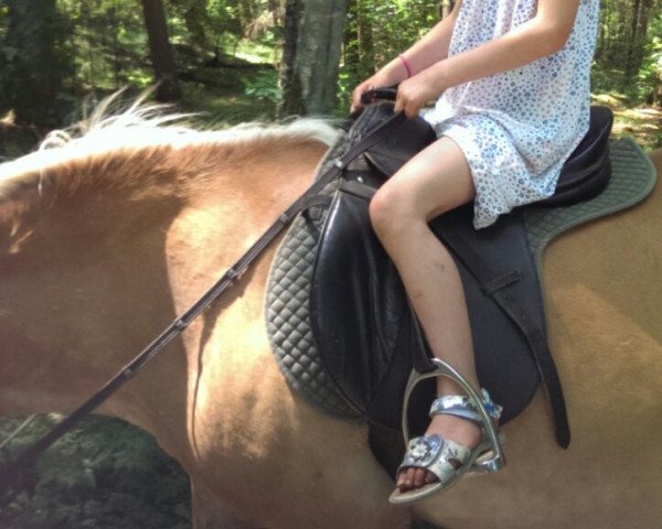 horse Farina (Haflinger, 1991, from Stratege I)
