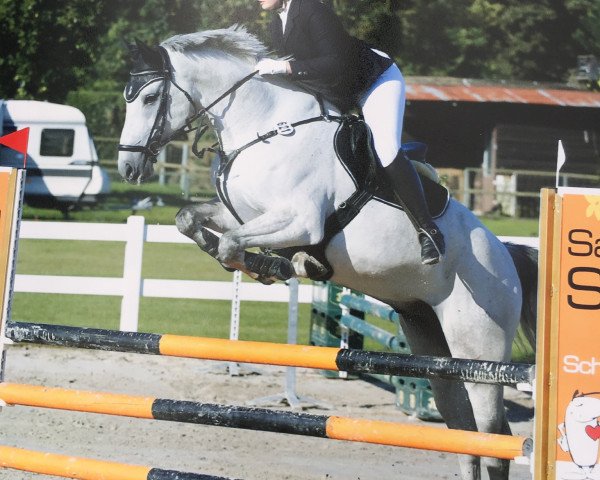 jumper Camasco (German Sport Horse, 2010, from Camax L)