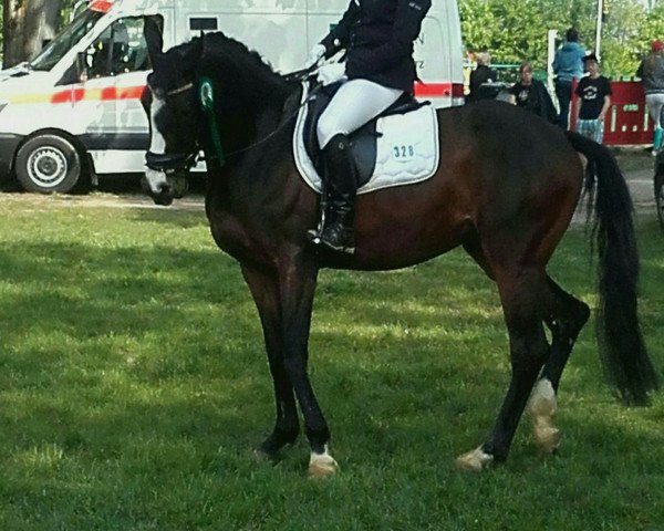 dressage horse Soraya 287 (Oldenburg, 2010, from Simonetti)