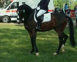 dressage horse Soraya 287 (Oldenburg, 2010, from Simonetti)