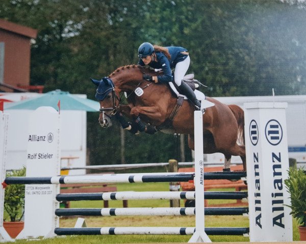 Dressurpferd Querida 88 (Hannoveraner, 2012, von Quasar de Charry)
