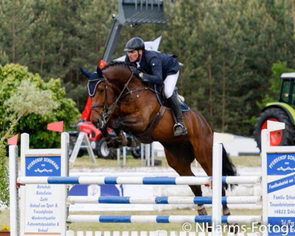 jumper Leroy 179 (Oldenburg show jumper, 2009, from Lord Pezi)