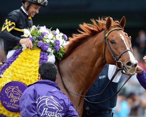 broodmare Judy the Beauty xx (Thoroughbred, 2009, from Ghostzapper xx)