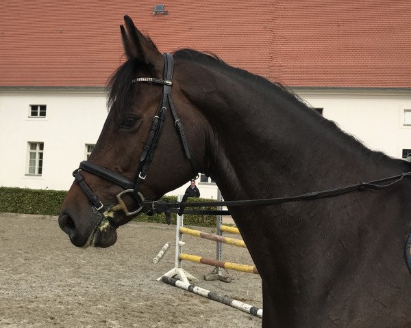 jumper Quizow (German Warmblood, 2011, from Quiz)