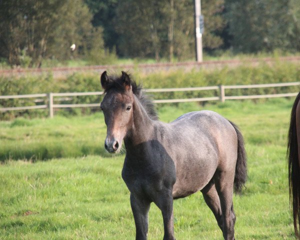 horse Crimson of magico (Belgian Warmblood, 2021, from Goliath van de Groenweg)