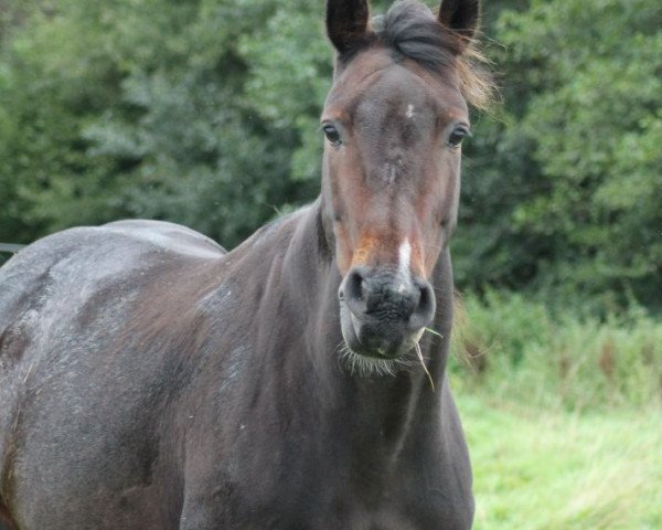broodmare Serafina del Sol (Holsteiner, 2002, from Aljano)