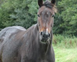 broodmare Serafina del Sol (Holsteiner, 2002, from Aljano)