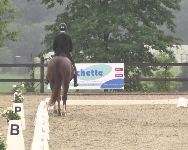 CDI**** Leudelange (LUX) 2018