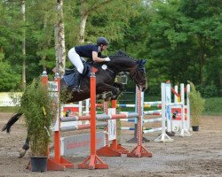jumper Cora Bell (Westphalian, 2010, from Christiano)