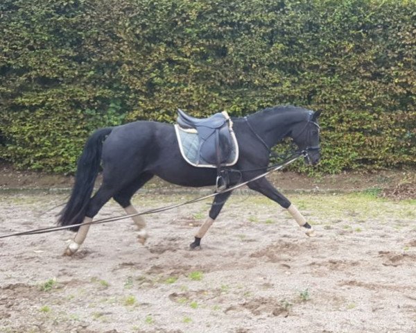 dressage horse Söhnlein Brillant D (Westphalian, 2014, from Sir Heinrich OLD)