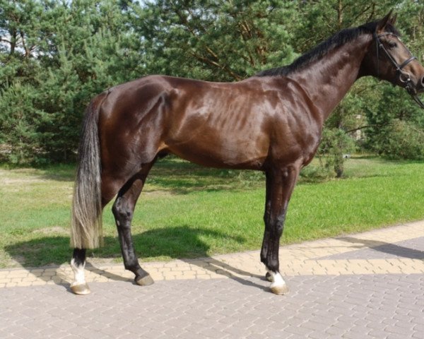 Pferd Nico Uno (Holsteiner, 2014, von Numero Uno)