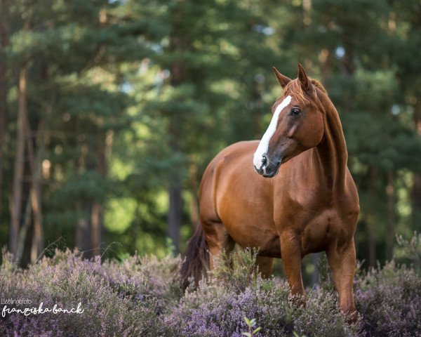 Springpferd Red Rose 21 (Hannoveraner, 2007, von Rascalino)