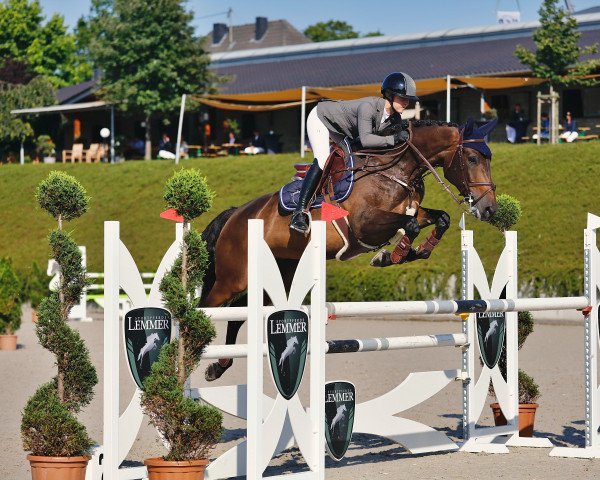 Springpferd Kannan Belle (Zangersheide Reitpferd, 2013, von Kannan)