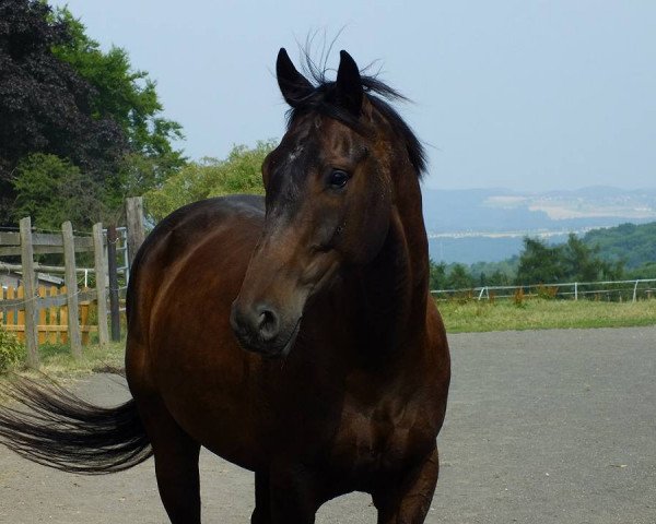horse Avanti (Trakehner, 2012, from First Flight Spirit)