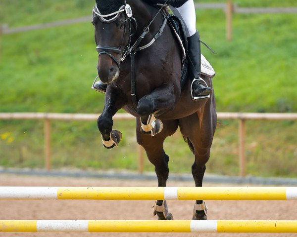 broodmare Crashlady Contenara (Württemberger, 2012, from Contenaro)