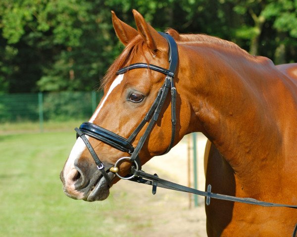 horse Dr. Watson 9 (Hanoverian, 2004, from Don Cavallo)