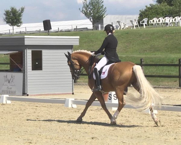 CDI**** Leudelange (LUX) 2018