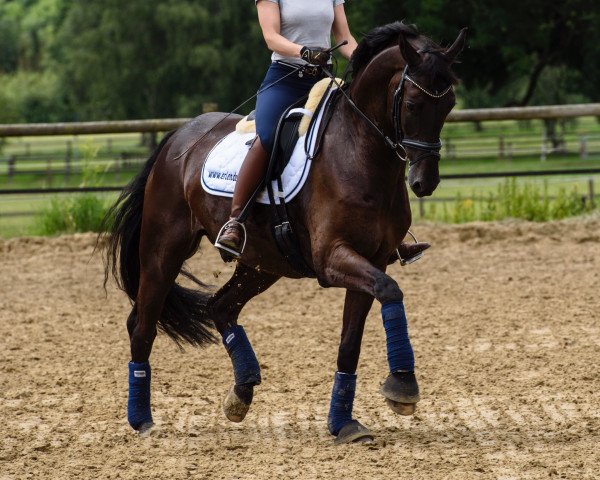 dressage horse Rosinenbomber B (Oldenburg, 2010, from Rubin Royal OLD)