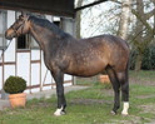 broodmare Sugarbabe P (Hanoverian, 2004, from Silvio I)