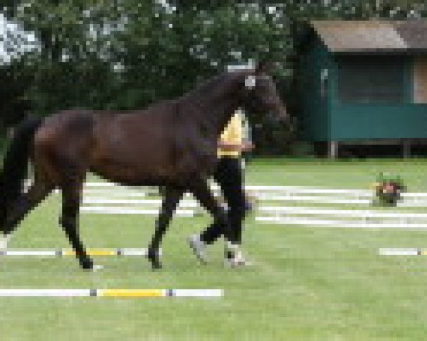broodmare Quivive P (Hanoverian, 2007, from Quality 9)