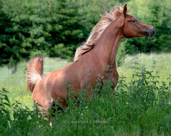 broodmare MS Moyna (Arabian purebred, 2015, from Mouammar ox)